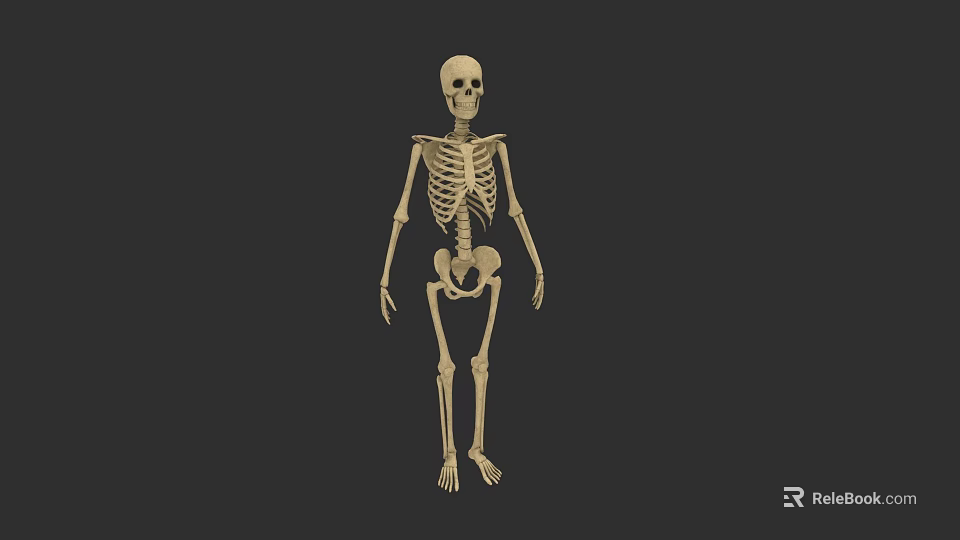 Game Movie Character Detailed Skeleton Figure Anatomical 3D Model Design 3d model 