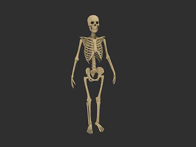 Game Movie Character Detailed Skeleton Figure Anatomical 3D Model Design 3d model