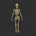Game Movie Character Detailed Skeleton Figure Anatomical 3D Model Design