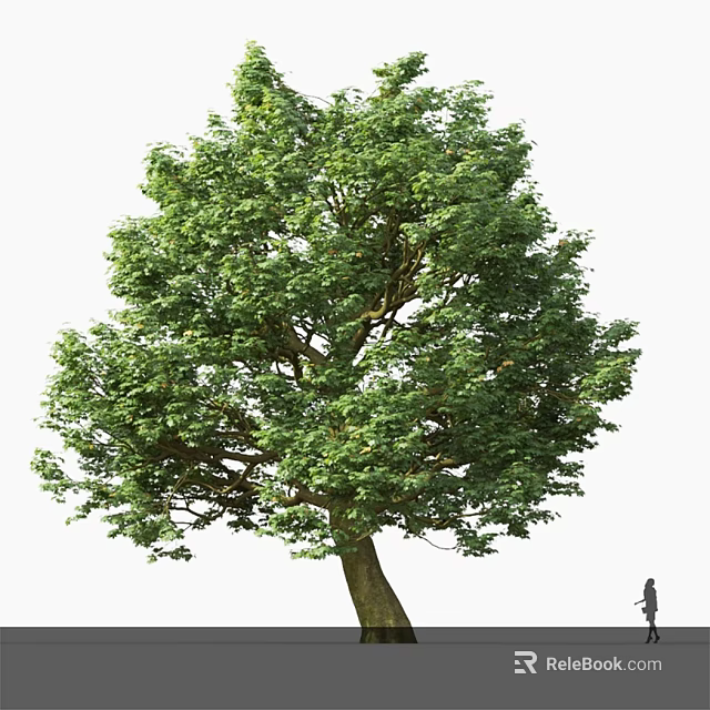 Tall Arbor With Lush Green Foliage And Thick Trunk Featuring Human Figure Beside 3d model 