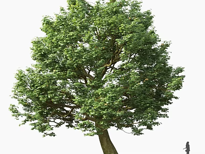Tall Arbor With Lush Green Foliage And Thick Trunk Featuring Human Figure Beside 3d model