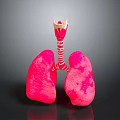 Human Lungs And Trachea 3D Anatomical Model With Detailed Structure 3d model