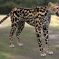 Leopard Patterned Reptile Standing On Green Grass With Trees In Background 3d model