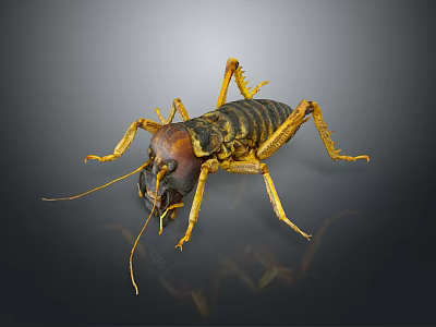 Effective Home Insect Pest Control Tool For Capturing Crickets Indoors Safely 3d model