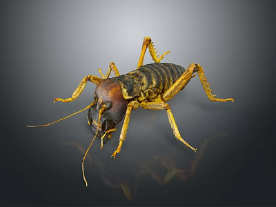 grasshopper insect cartoon locust animation locust anime locust anime game character 3d model