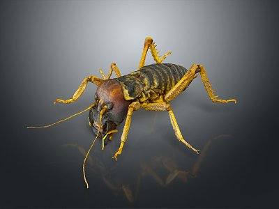 grasshopper insect cartoon locust animation locust anime locust anime game character 3d model