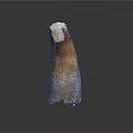 Ancient Creature Tooth Fossil with Brown White Textured Surface on Dark Background