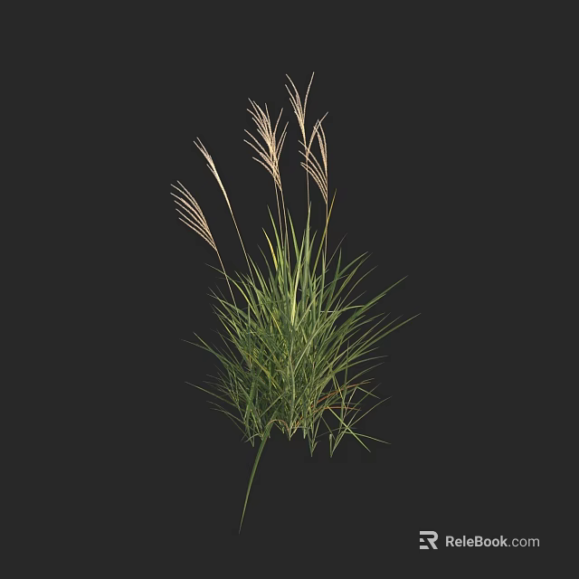 Ornamental Grass With Green Slender Leaves And Feathery Flower Spikes For Home Decoration 3d model 