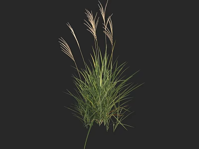 Ornamental Grass With Green Slender Leaves And Feathery Flower Spikes For Home Decoration 3d model
