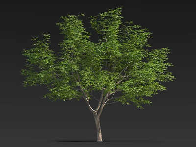 Lush Arbor With Green Leaves And Strong Trunk In Natural Shape 3d model
