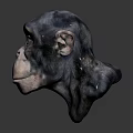 Realistic Chimpanzee Head Model with Detailed Features on Dark Background 3d model