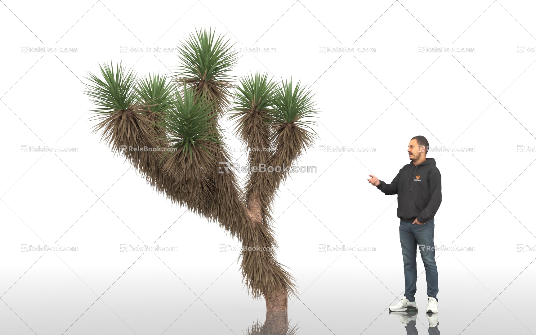 Joshua Tree Yucca Trees Landscape Plants Shrub Plants Green Planting Park Landscape Street Trees Urban Greening Man Figure Display 3d model