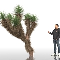 Joshua Tree Yucca Trees Landscape Plants Shrub Plants Green Planting Park Landscape Street Trees Urban Greening Man Figure Display 3d model