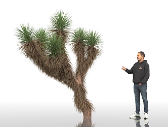 Joshua Tree Yucca Trees Landscape Plants Shrub Plants Green Planting Park Landscape Street Trees Urban Greening Man Figure Display 3d model