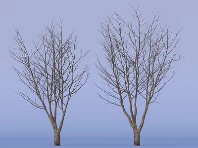 Two Leafless Trees with Slender Bare Branches Against Light Blue Background 3d model