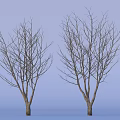 Two Leafless Trees with Slender Bare Branches Against Light Blue Background