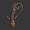 Orange And Brown Slender Lizard With Long Tail On Black Background
