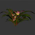 Tropical Indoor Plant With Green Leaves Pink Stripes And Pink Flowers