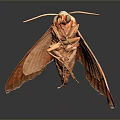Realistic 3D Rendered Orange Moth With Spread Wings And Antennae On Dark Background