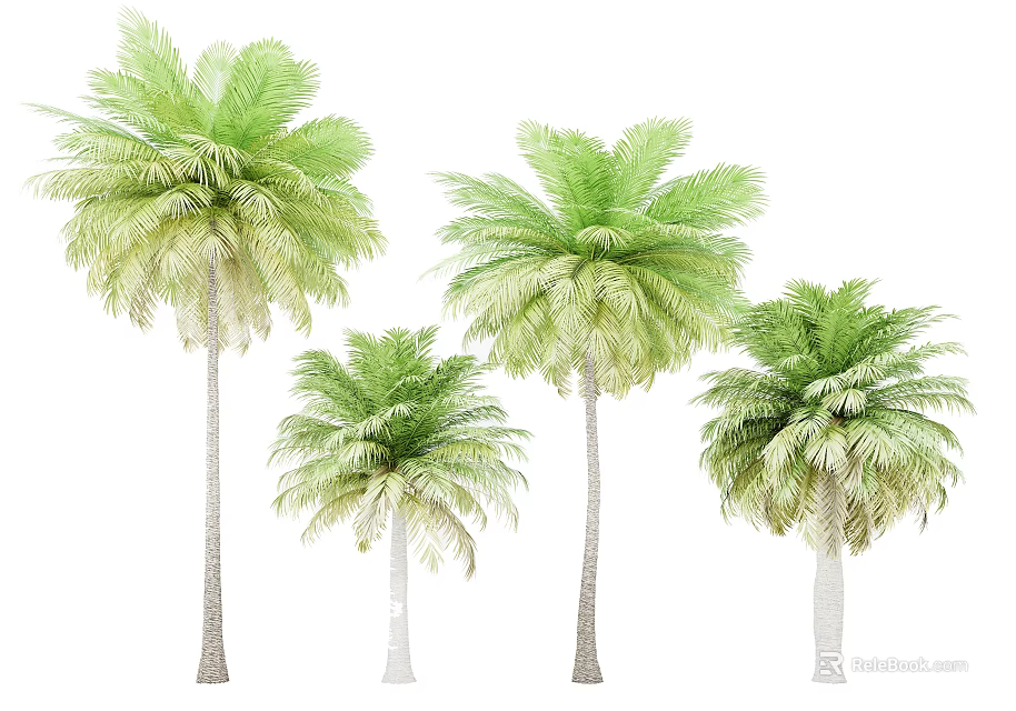 Group of Palm Trees With Green Foliage And Tall White Trunks In Different Sizes 3d model 