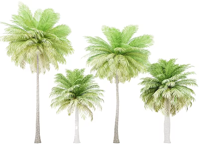 Group of Palm Trees With Green Foliage And Tall White Trunks In Different Sizes 3d model