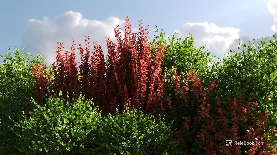 Vibrant Red and Green Bushes Growing Under Blue Sky With White Clouds 3d model 