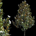Natural Green Plant And White Flower Decorative Ornament Set For Home Decor
