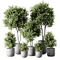 Multiple Healthy Green Bonsai Potted Plants In Concrete Pots With Various Sizes