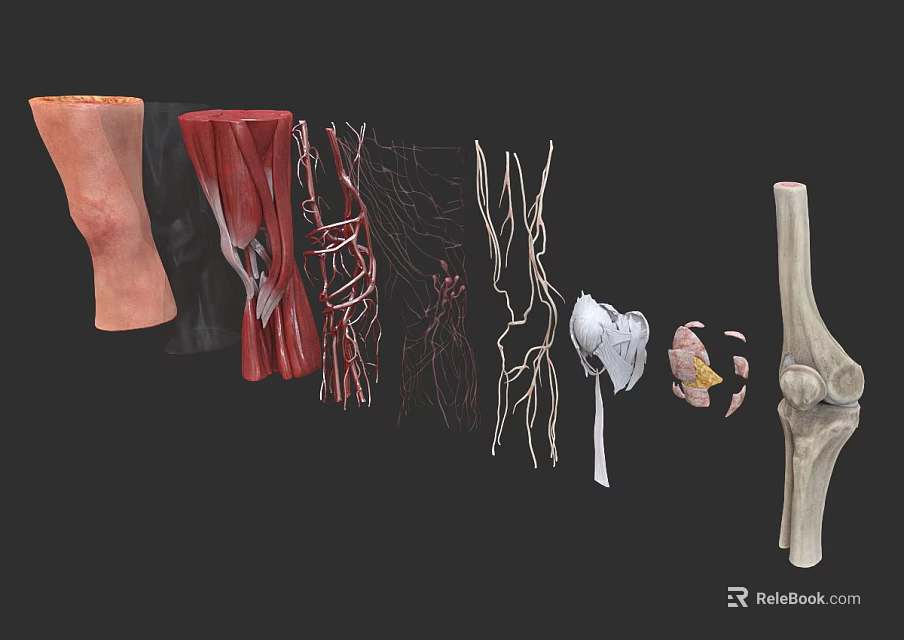 Man Anatomical Structure Display With Muscles Blood Vessels Bones And Joints 3d model 