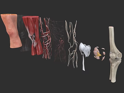 Man Anatomical Structure Display With Muscles Blood Vessels Bones And Joints 3d model