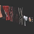 Man Anatomical Structure Display With Muscles Blood Vessels Bones And Joints