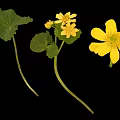 Yellow Flowering Plant with Green Round Leaves and Bright Blooms on Stems