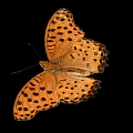 Vibrant Orange Butterfly with Black Spots on Spread Wings against Black Background