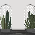 Cactus Potted Plants Placed in White Setting With Arched Lattice Windows and Light Shadows