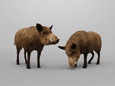 Two Brown Wild Boars Standing And Facing Each Other In Neutral Background 3d model