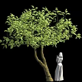 Green Leafy Tree With Forked Trunk And White Dress Female Statue On Black Background