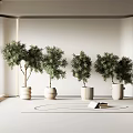 Four Different Bonsai Potted Plants in White Ceramic Pots with Book for Modern Interior