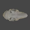 Detailed Animal Skull Specimen With Natural Bone Structure And Texture
