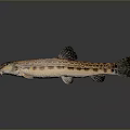 Spotted Aquatic Animal Fish with Brown and Black Patterns Swimming on Gray Background