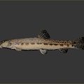 Japanese Striped Misgurnus anguillicaudatus Inner Mongolia Loach Cyan Misgurnus anguillicaudatus Large Scale Misgurnus anguillicaudatus Pseudo Autumn Two-Color Middle Misgurnus anguillicaudatus 3d model