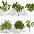 Orange Tree Lemon Tree Landscape Tree Orange Tree Indoor Greening Tree Shadow 3d model