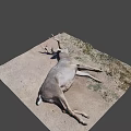 Dead Deer With Large Antlers Lying On Ground With Grass And Dirt
