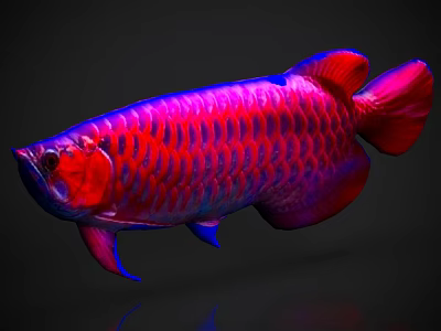 Vibrant Red And Purple Arowana Fish With Shiny Scales On Dark Background 3d model