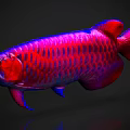Vibrant Red And Purple Arowana Fish With Shiny Scales On Dark Background