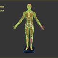 muscle human muscle human muscle model muscle model human muscle tissue human body organ 3d model