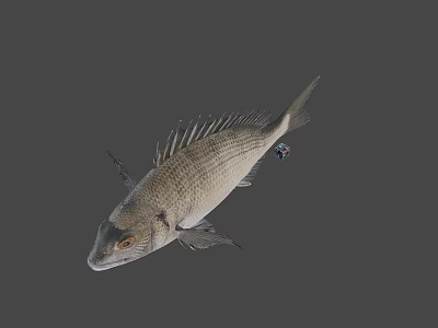 Fresh Whole Fish Seafood for Healthy Diet and Culinary Recipes 3d model
