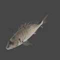 Fresh Whole Fish Seafood for Healthy Diet and Culinary Recipes