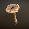 Fresh Natural Whole Mushroom Vegetable with Cap and Stem Isolated on Gray Background