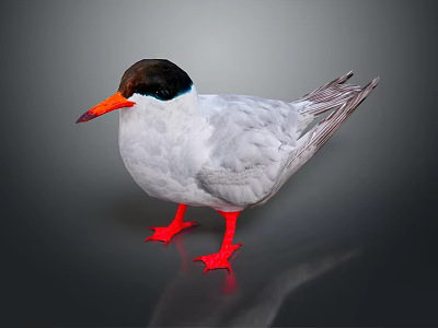 Bird With Black Head Orange Beak Gray Body And Red Feet Standing 3d model