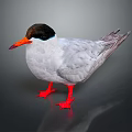Bird With Black Head Orange Beak Gray Body And Red Feet Standing